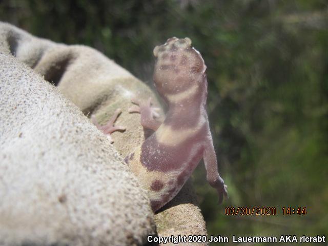 San Diego Banded Gecko (Coleonyx variegatus abbotti)