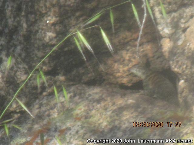 Granite Spiny Lizard (Sceloporus orcutti)