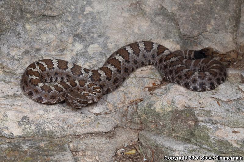 Arizona Black Rattlesnake (Crotalus cerberus)