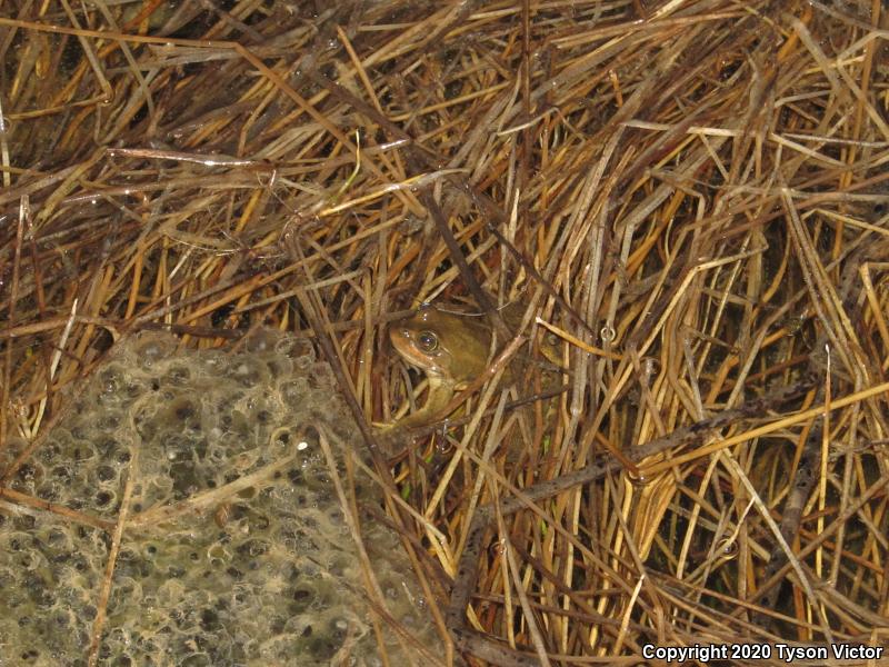 Columbia Spotted Frog (Rana luteiventris)