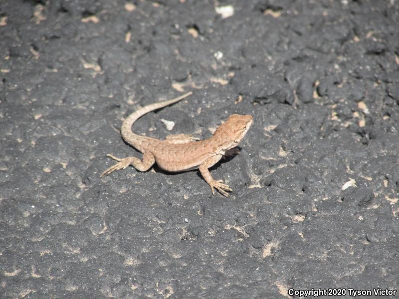 Plateau Side-blotched Lizard (Uta stansburiana uniformis)