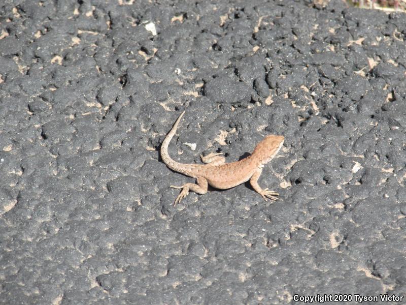 Plateau Side-blotched Lizard (Uta stansburiana uniformis)