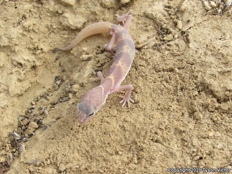 Utah Banded Gecko (Coleonyx variegatus utahensis)