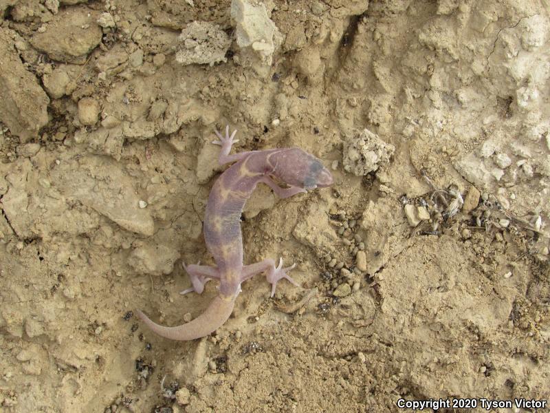 Utah Banded Gecko (Coleonyx variegatus utahensis)