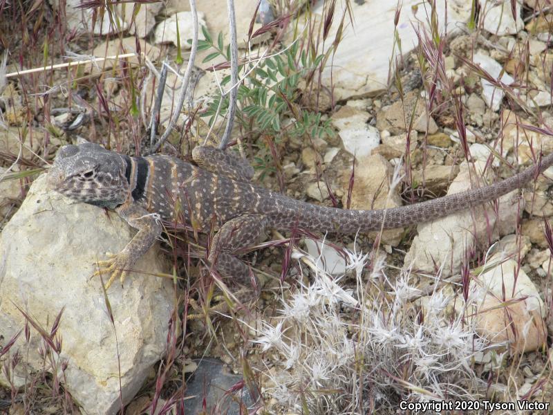 Great Basin Collared Lizard (Crotaphytus bicinctores)