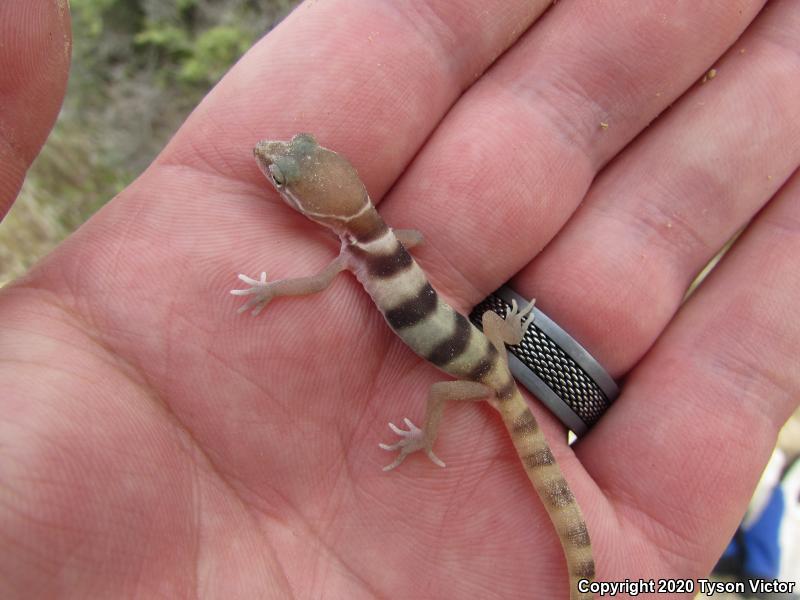 Utah Banded Gecko (Coleonyx variegatus utahensis)