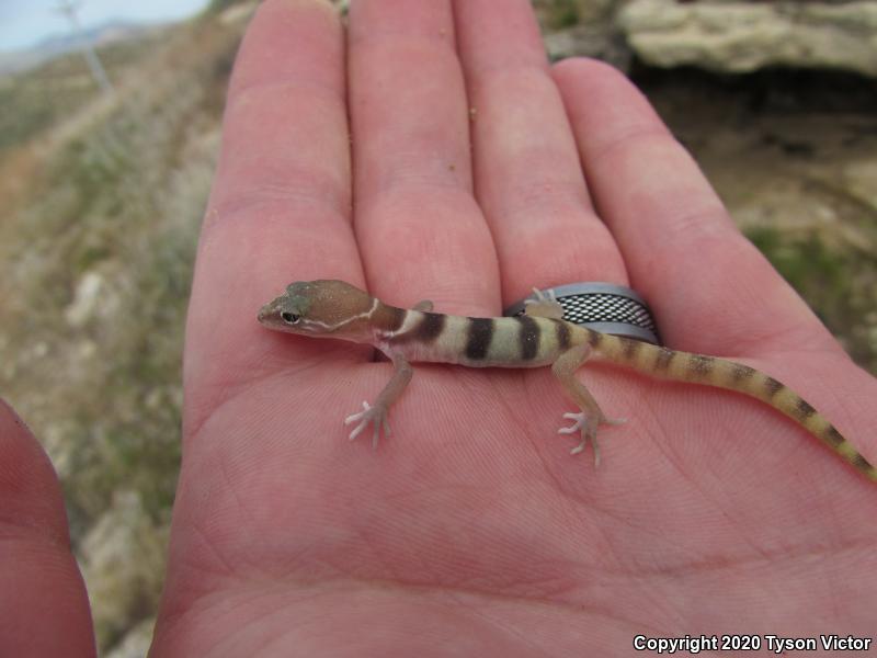 Utah Banded Gecko (Coleonyx variegatus utahensis)