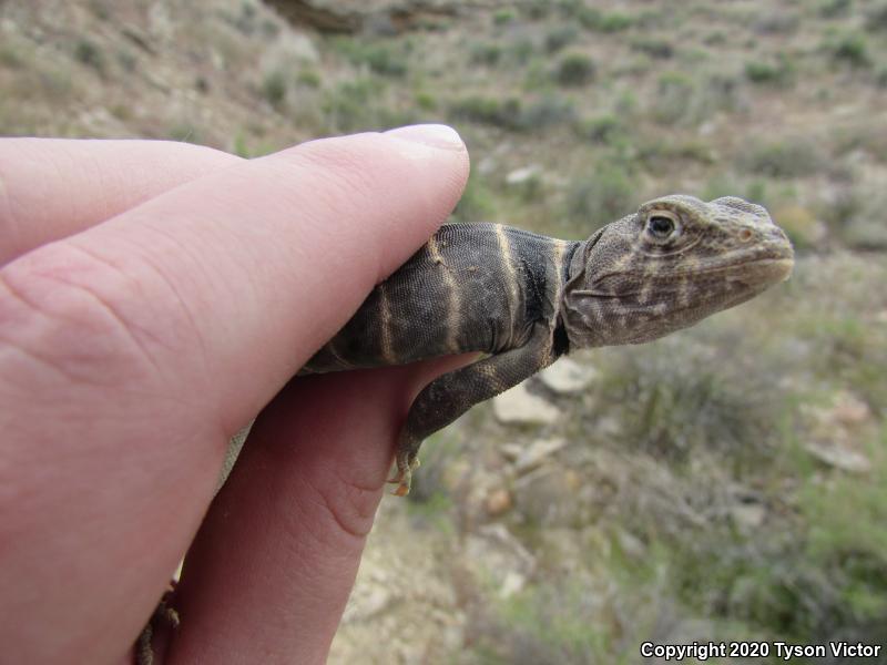 Great Basin Collared Lizard (Crotaphytus bicinctores)