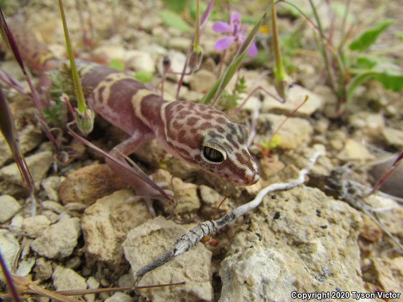 Utah Banded Gecko (Coleonyx variegatus utahensis)