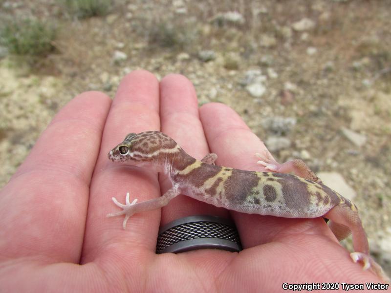 Utah Banded Gecko (Coleonyx variegatus utahensis)