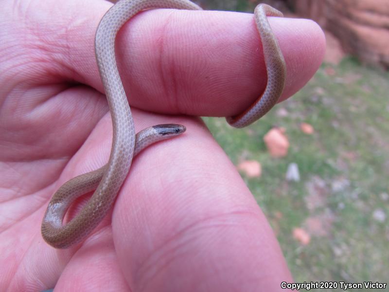 Smith's Black-headed Snake (Tantilla hobartsmithi)