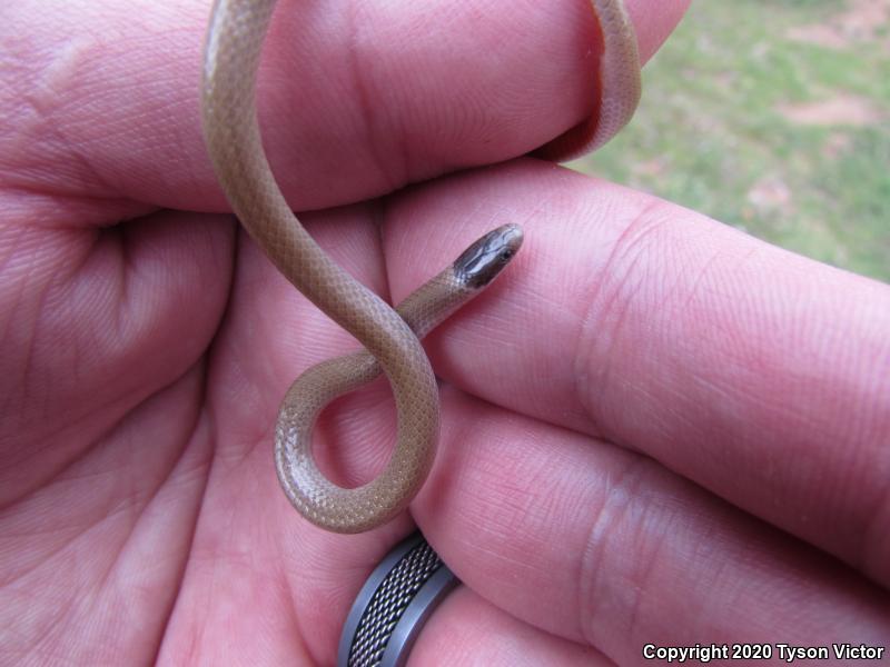 Smith's Black-headed Snake (Tantilla hobartsmithi)