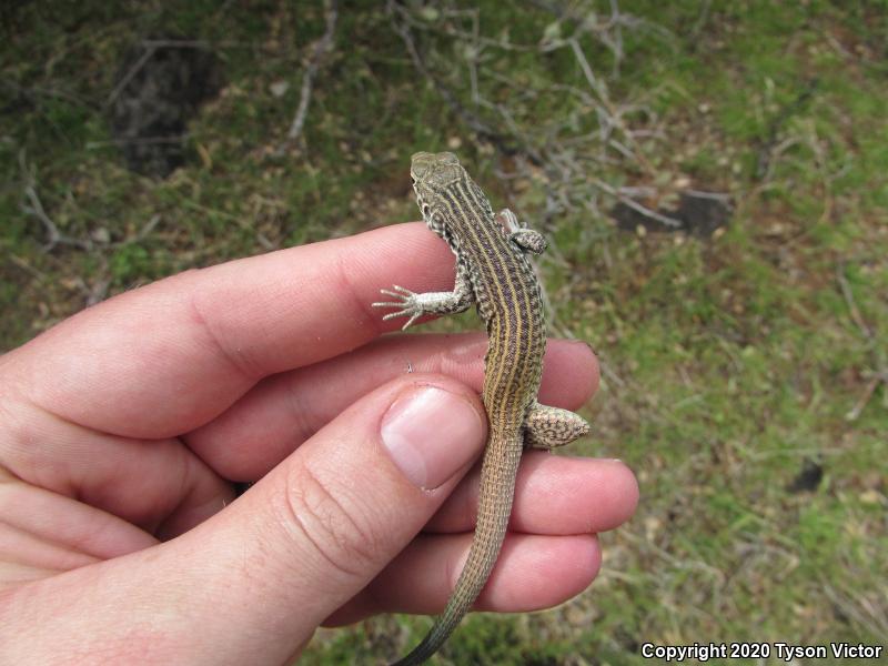 Northern Whiptail (Aspidoscelis tigris septentrionalis)