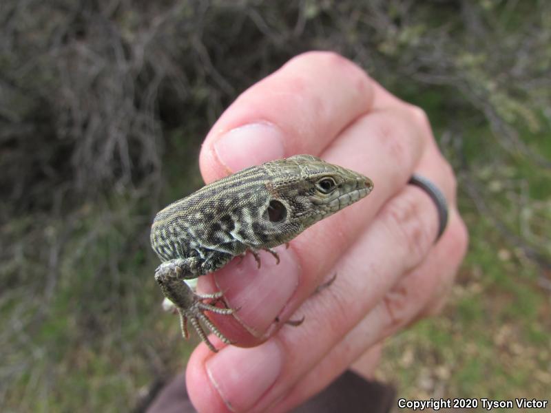 Northern Whiptail (Aspidoscelis tigris septentrionalis)