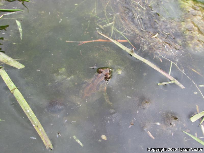 Baja California Treefrog (Pseudacris hypochondriaca)