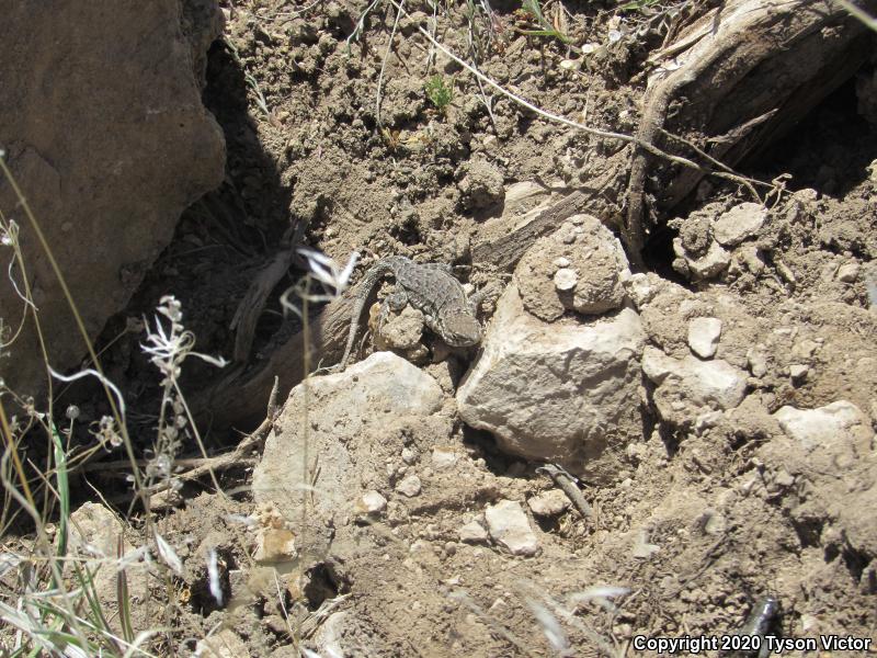 Northern Side-blotched Lizard (Uta stansburiana stansburiana)