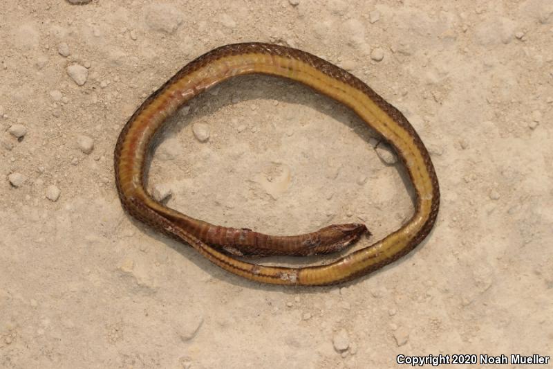 Striped Crayfish Snake (Regina alleni)