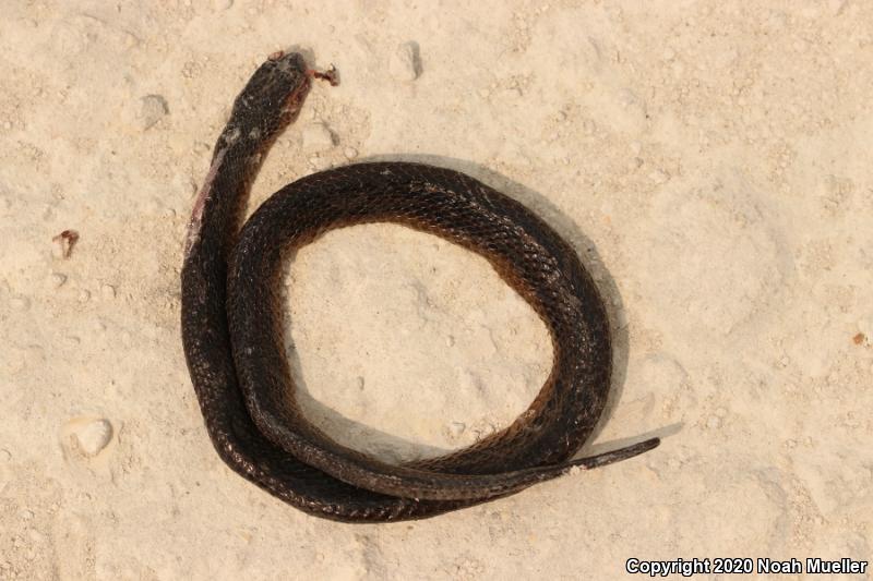 Striped Crayfish Snake (Regina alleni)