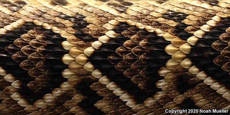 Eastern Diamond-backed Rattlesnake (Crotalus adamanteus)