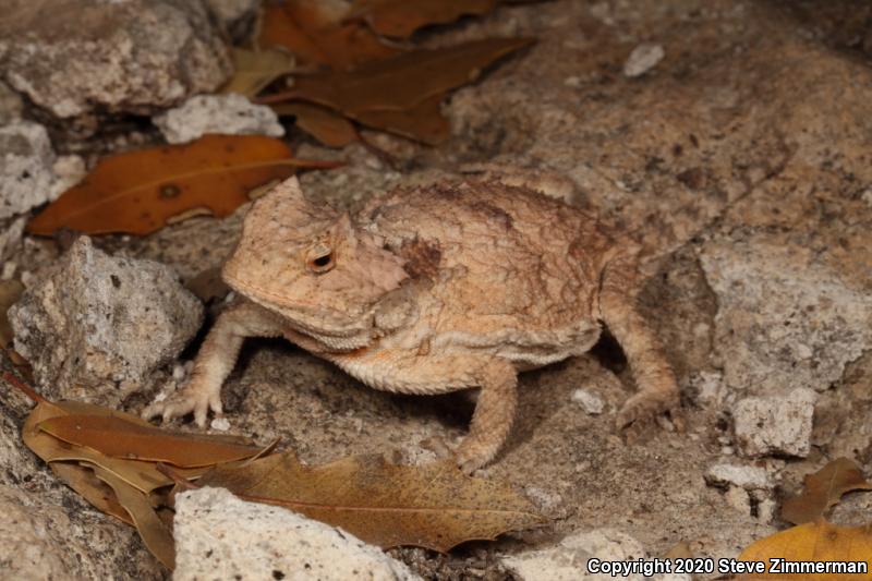 Greater Short-horned Lizard (Phrynosoma hernandesi)