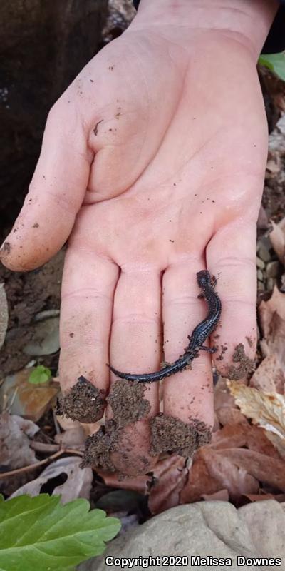 Northern Ravine Salamander (Plethodon electromorphus)