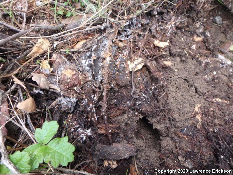 California Slender Salamander (Batrachoseps attenuatus)