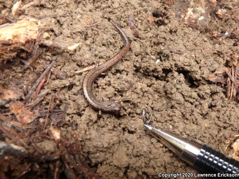 California Slender Salamander (Batrachoseps attenuatus)