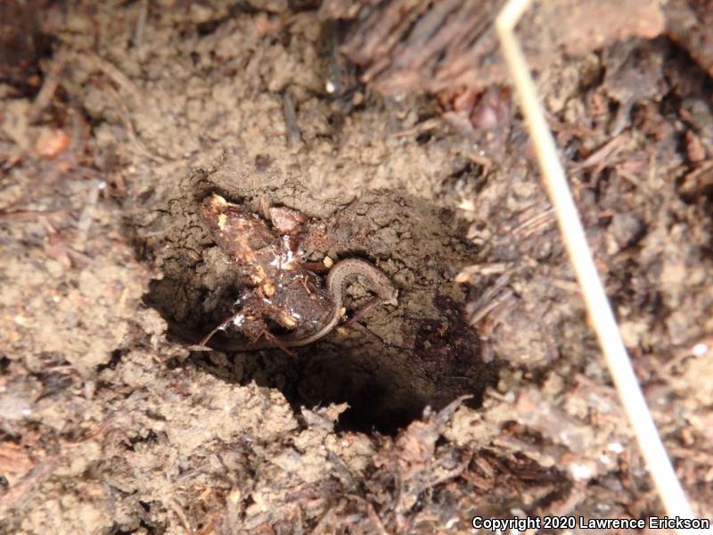 California Slender Salamander (Batrachoseps attenuatus)