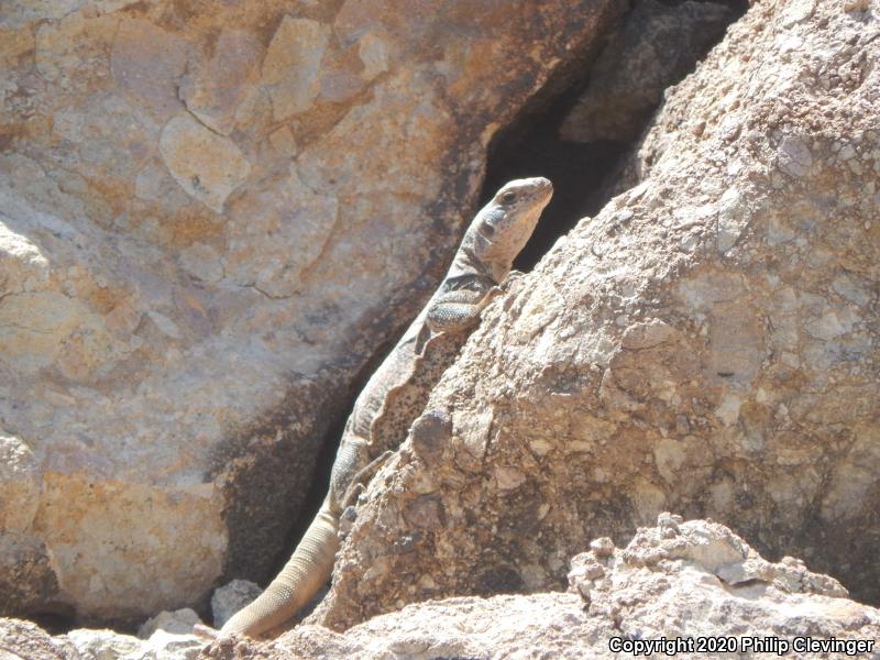 Common Chuckwalla (Sauromalus ater)