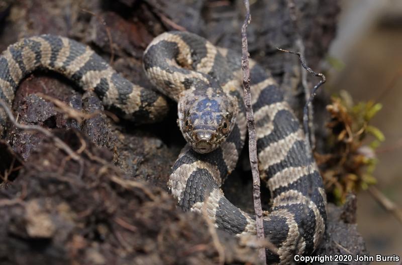 Midland Watersnake (Nerodia sipedon pleuralis)