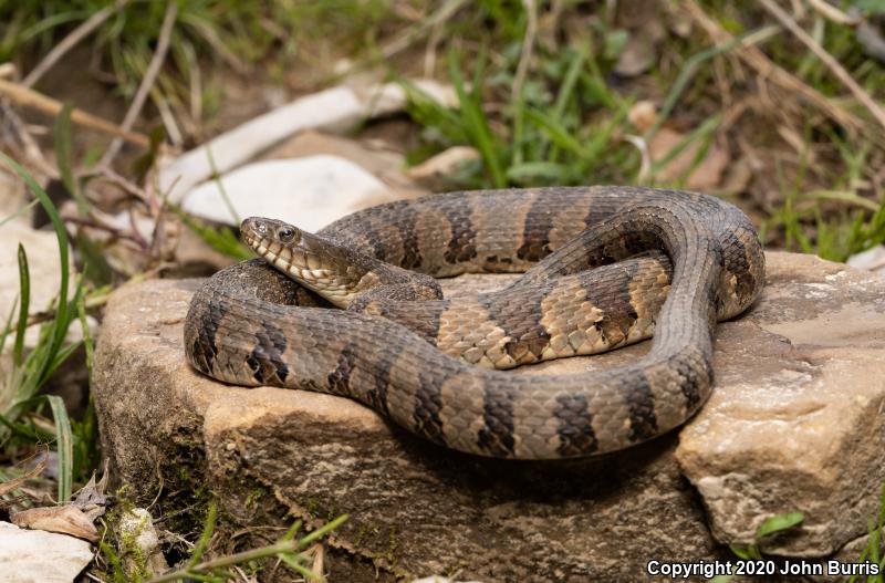 Midland Watersnake (Nerodia sipedon pleuralis)