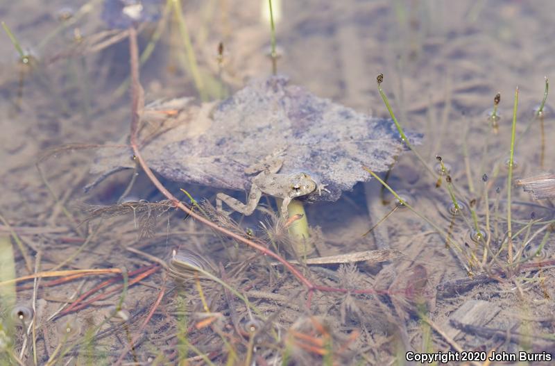 Eastern Cricket Frog (Acris crepitans crepitans)