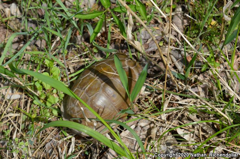 Three-toed Box Turtle (Terrapene carolina triunguis)