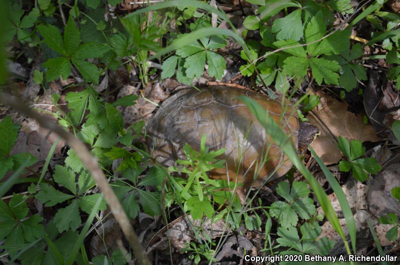 Three-toed Box Turtle (Terrapene carolina triunguis)