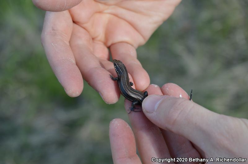 Coal Skink (Plestiodon anthracinus)