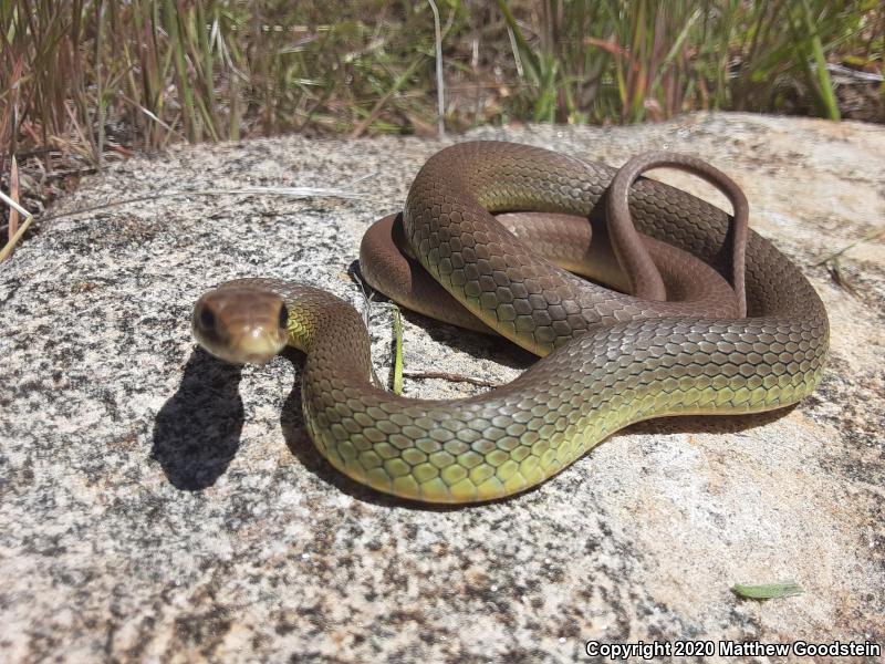 Western Yellow-bellied Racer (Coluber constrictor mormon)