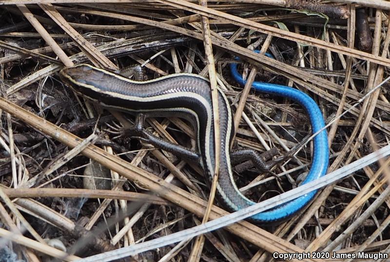 Western Skink (Plestiodon skiltonianus skiltonianus)