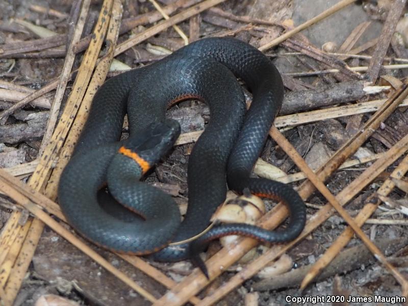 Pacific Ring-necked Snake (Diadophis punctatus amabilis)