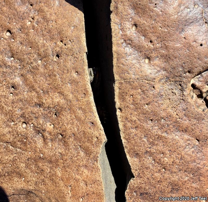 Common Chuckwalla (Sauromalus ater)