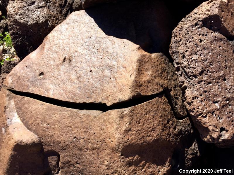 Common Chuckwalla (Sauromalus ater)