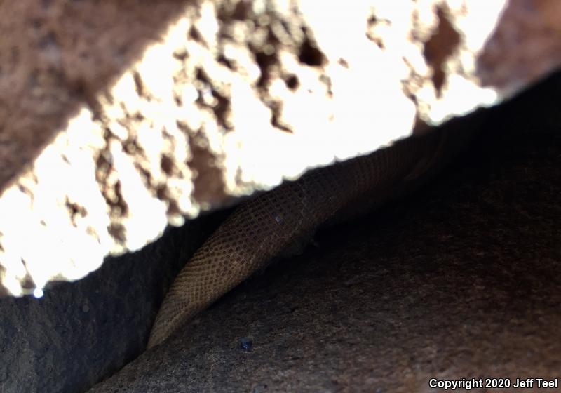 Common Chuckwalla (Sauromalus ater)