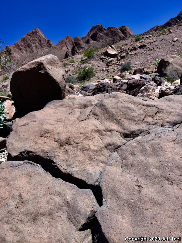 Common Chuckwalla (Sauromalus ater)