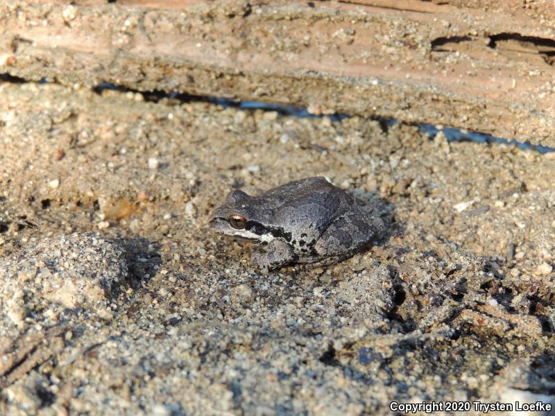 Baja California Treefrog (Pseudacris hypochondriaca)