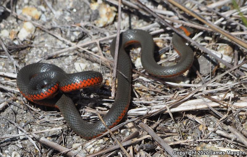 Pacific Ring-necked Snake (Diadophis punctatus amabilis)