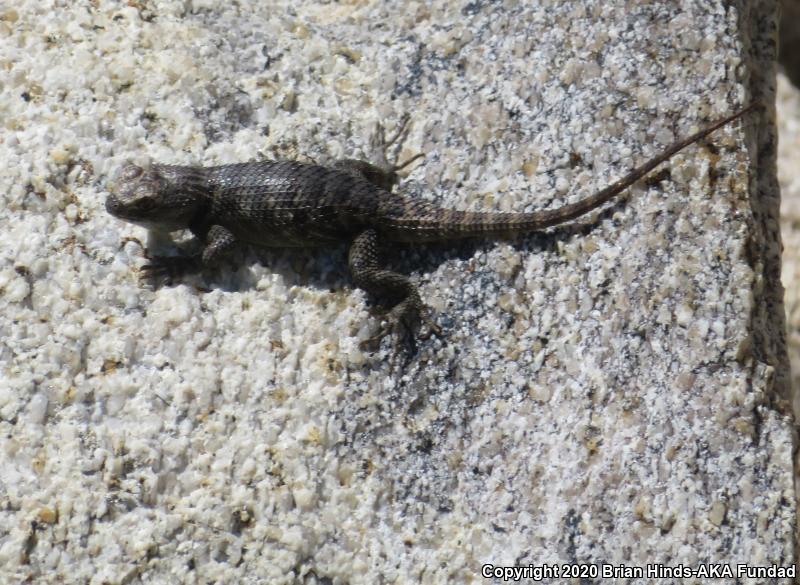 Yellow-backed Spiny Lizard (Sceloporus uniformis)