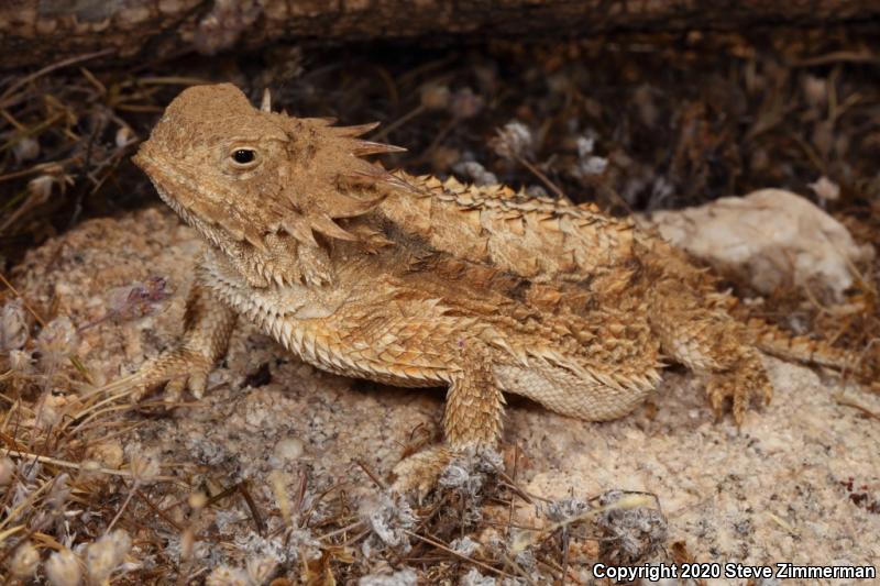 Regal Horned Lizard (Phrynosoma solare)