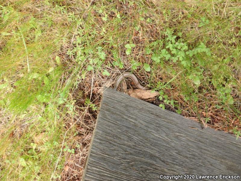 Western Skink (Plestiodon skiltonianus skiltonianus)