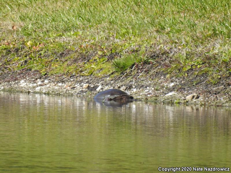 Florida Softshell (Apalone ferox)