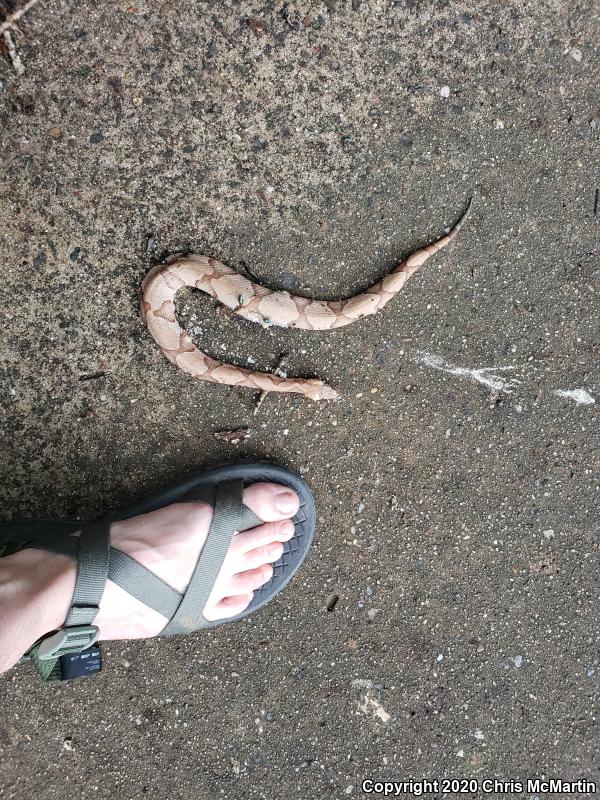 Southern Copperhead (Agkistrodon contortrix contortrix)