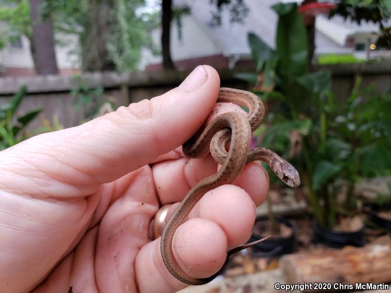 Texas Brownsnake (Storeria dekayi texana)